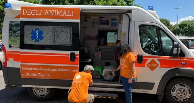 Tutela e salute dei gatti, l'ambulanza veterinaria Lav arriva in Sardegna