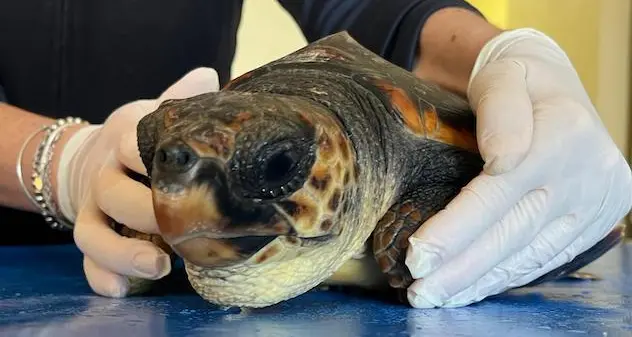 La tartaruga Francesca salvata in mare ad Alghero dal Corpo Forestale