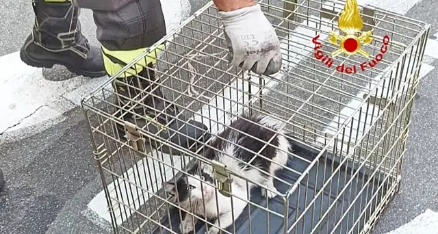Micio con la zampa incastrata nella cinghia del motore di un‘auto, lo salvano i Vigili del Fuoco