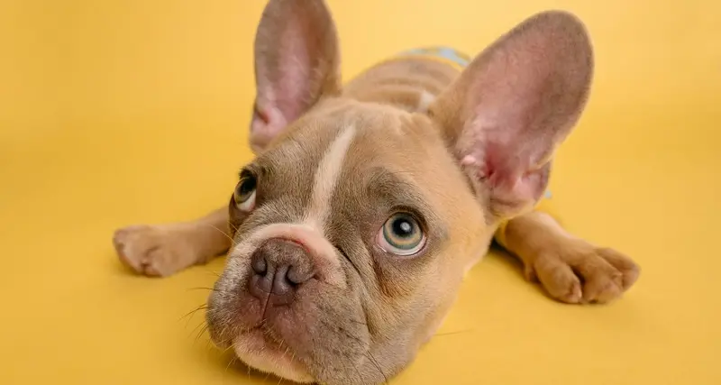 Uccide cagnolina lanciandola dall'auto, anziano denunciato dalla figlia