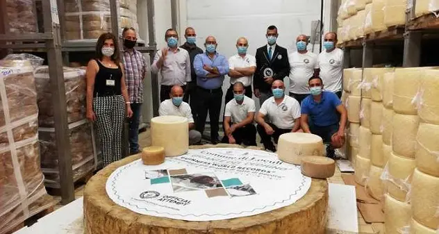 A Loculi il pecorino più grande al mondo