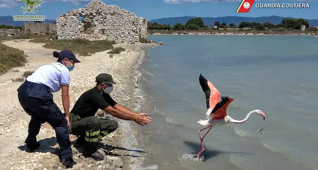Cagliari. Liberato il fenicottero rosa salvato sabato scorso. VIDEO