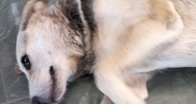 Cagnolina barbaramente uccisa a fucilate a Tempio Pausania