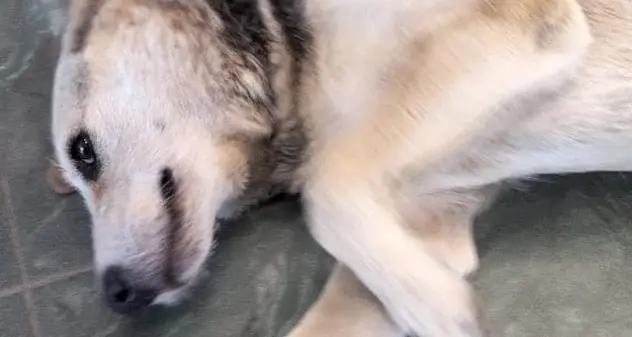 Cagnolina uccisa a Tempio, l'Enpa presenta denuncia