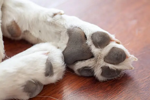 View of a dog\\'s paw laying on laminate floor.