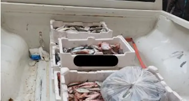 Cagliari, sequestrati 190 kg di pesce irregolare: scatta maxi multa per 4 commercianti