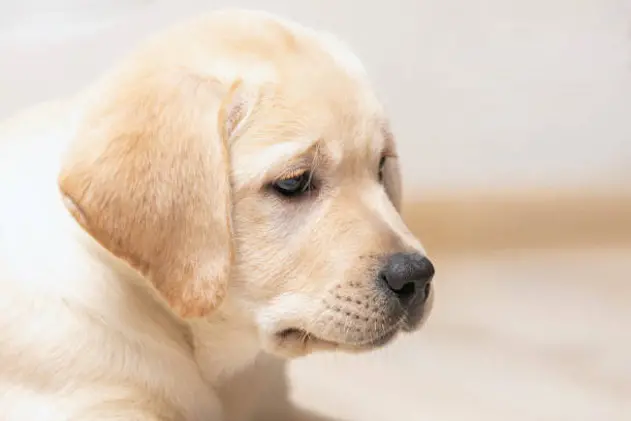 Nice little puppy of golden labrador retriever side view. Close up portrait on blur background