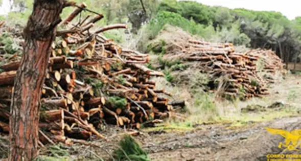 Platamona, alberi tagliati. La Forestale sequestra il cantiere da 20 ettari