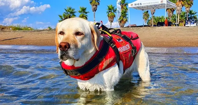 Addio a Mira, il cane-bagnino che ha salvato 8 bambini