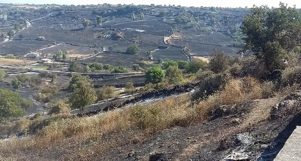 Incendi, aziende agricole distrutte. Il sindaco di Galtellì: \"Aiutiamo concretamente gli allevatori che hanno perso tutto\"