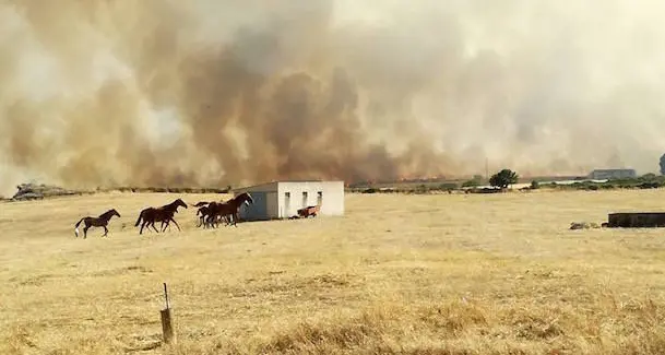 Incendi, aziende agricole in ginocchio, gli allevatori hanno bisogno del nostro aiuto