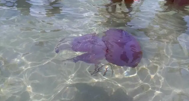 Meduse giganti al Poetto: curiosità e paura tra i bagnanti