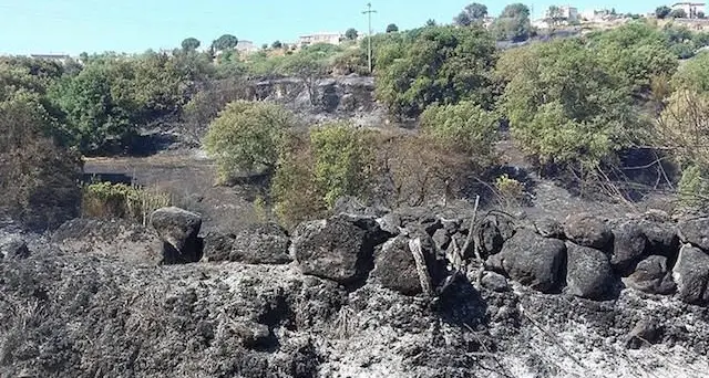 Aziende agricole in ginocchio, gli allevatori hanno bisogno di aiuto: serve foraggio