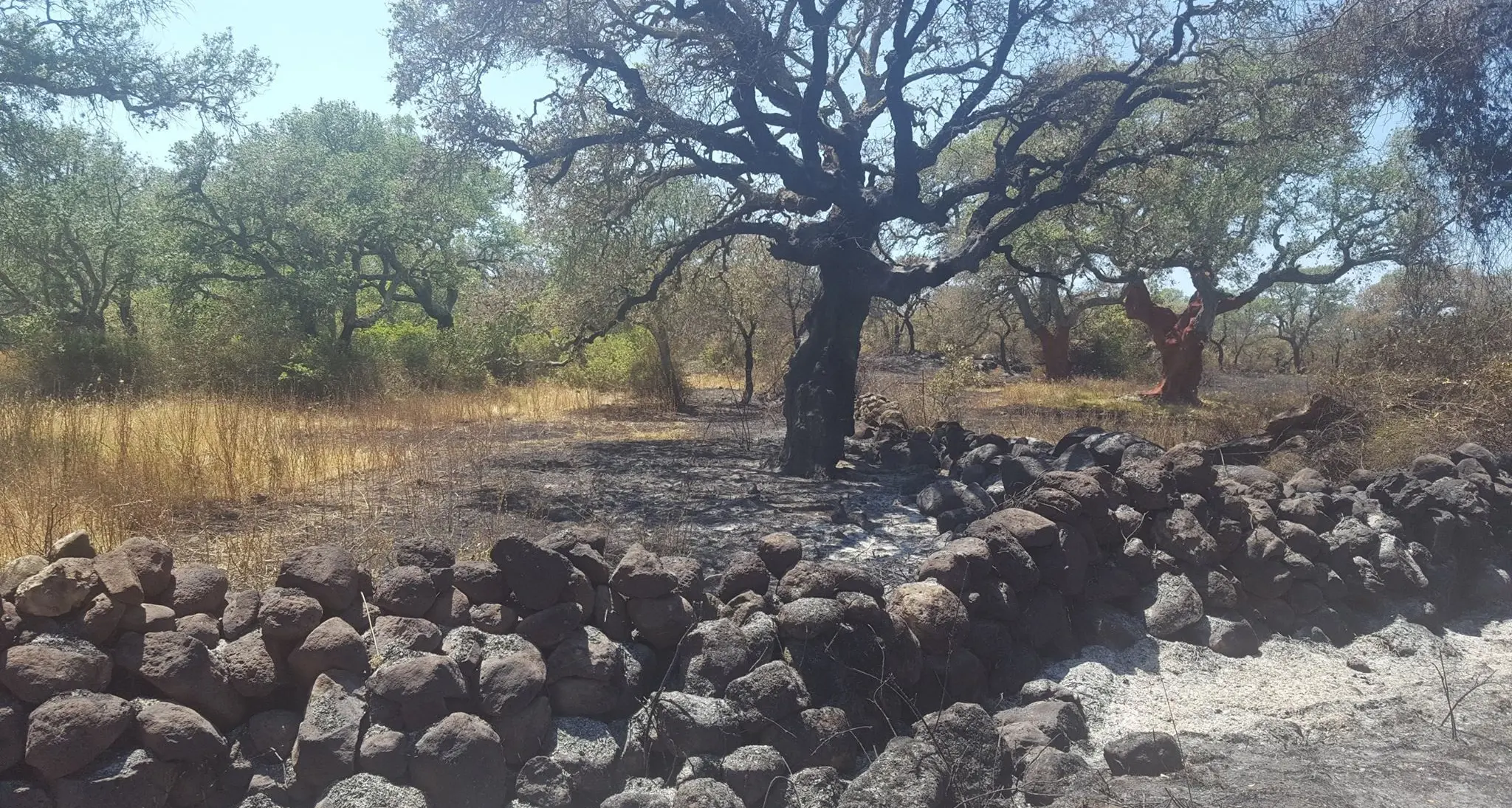 Inferno di fuoco in Sardegna: distrutti quattro mila ettari nel nuorese e nell'oristanese