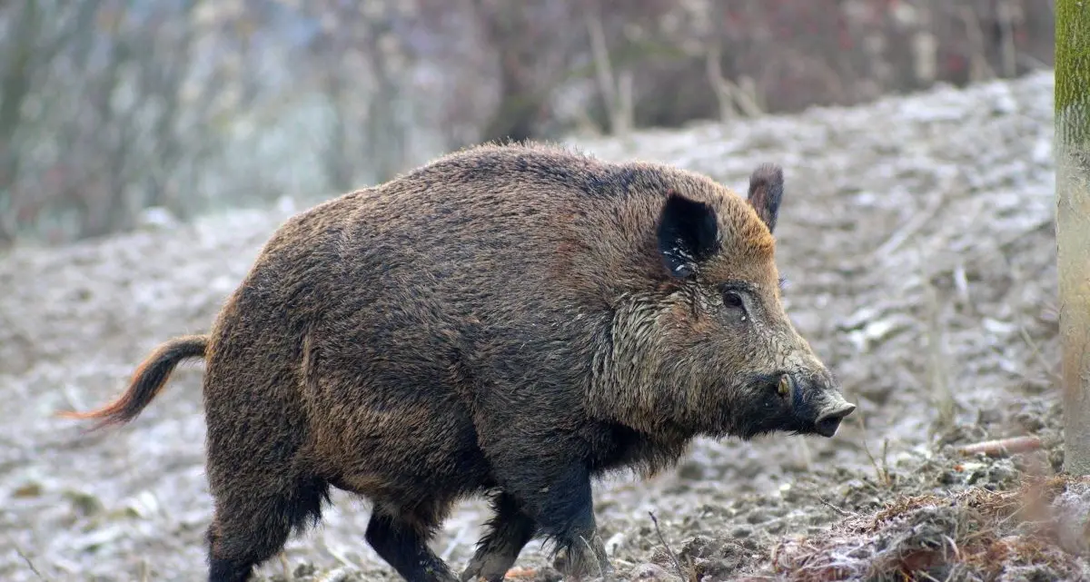 Caccia al cinghiale: i termini di scadenza per la presentazione della documentazione scadono il 15 luglio