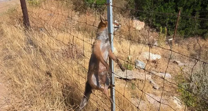 Volpe uccisa e appesa ad un cancello a Solanas