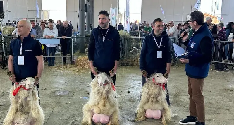 Agriumbria, concorso nazionale ovini di Razza Sarda: sul podio allevatori della Sardegna