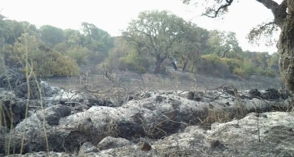 Incendi: è il momento della solidarietà. Il parroco di Ghilarza: \"Chi può doni una pecora a chi ha perso il gregge\"