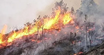 Incendio a Monti Mannu, in fiamme lecci e sughere secolari