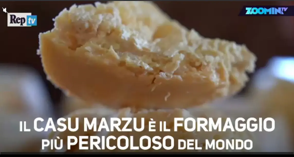 Sardegna, dalle pecore alle mosche: i segreti del formaggio coi vermi