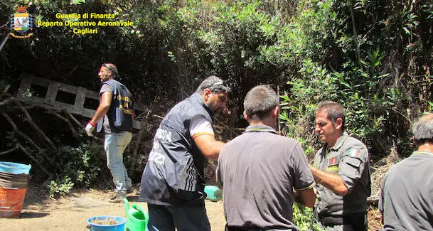 Scoperta una piantagione di canapa indiana nelle campagne di Teulada