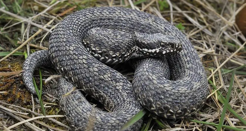 Commerciante morso da una vipera: ora aspetta siero antiveleno