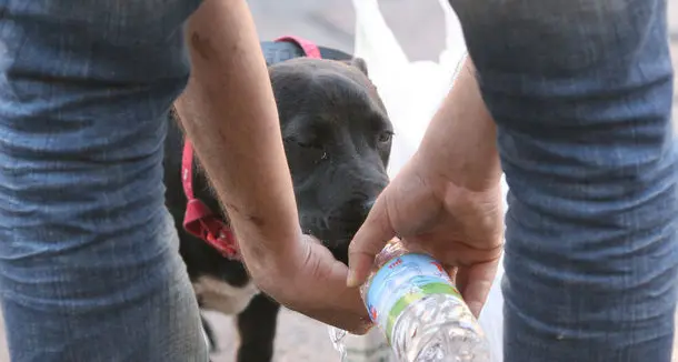 Chiude il cane dentro l'auto sotto il sole: turista denunciato