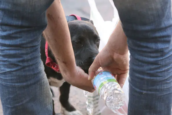 20070721-BOLOGNA-CRO-ESTATE:ATTENTI A CALDO ANCHE PER FIDO,10 REGOLE PER SALVARLO.Un cane si disseta da una bottiglia aiutato dal suo padrone oggi in piazza Nettuno a Bologna.Per il cane, spesso, la vacanza con i suoi padroni pu\\u00F2 trasformarsi in una grande sofferenza. Immobile dentro l\\'auto in coda, sotto la calura estiva, o fermo sotto il sole, per ore ed ore, accanto al lettino in spiaggia, senza bere, il nostro \\'fido\\' pu\\u00F2 star male e rischiare grosso. Ora, per\\u00F2, c\\'\\u00E9 un decalogo che pu\\u00F2 salvarlo, segnalando al \\nproprietario quali sono i comportamenti da tenere quando si porta l\\'amato animale domestico a godersi il mare.Bastano, infatti, dieci mosse, secondo Purina, azienda di \\nservizi per la cura degli animali che ha stilato le 10 regole, per portare i cani in spiaggia in tutta sicurezza e proteggerli dal caldo estivo. Ecco i consigli che possono salvargli la vita: \\nnon esporre l\\'amico a quattro zampe al sole per un tempo prolungato; nel caso l\\'animale soffra di un colpo di calore bagnargli immediatamente la testa con acqua fredda e se le \\ncondizioni non migliorano portarlo immediatamente al pronto soccorso; bilanciare la sua alimentazione frazionando i pasti; prestare molta attenzione se l\\'animale \\u00E8 anziano; proteggerlo dalle punture di zanzara che possono farlo ammalare gravemente; \\nnon scegliere le ore pi\\u00F9 calde per viaggiare in auto; soprattutto non lasciarlo dentro la macchina in sosta; regolare a 24-26 gradi l\\'aria condizionata della vettura; fermarsi spesso \\ndurante il viaggio per farlo muovere e farlo bere; arrivare in spiaggia con una riserva d\\'acqua apposta per lui, altrimenti il cane tender\\u00E0 a bere l\\'acqua di mare, che pu\\u00F2 causargli seri problemi gastrointestinali.Nel caso in cui, poi, anche seguendo il decalogo, il cane \\ndovesse proprio star male durante l\\'estate, l\\'azienda mette a disposizione un numero verde gratuito di consulenza veterinaria (800525505), che offre consigli e segnala le strutture di pronto soccorso per animali pi\\u00F9 vicine.GIORGIO BENVENUTI/ANSA