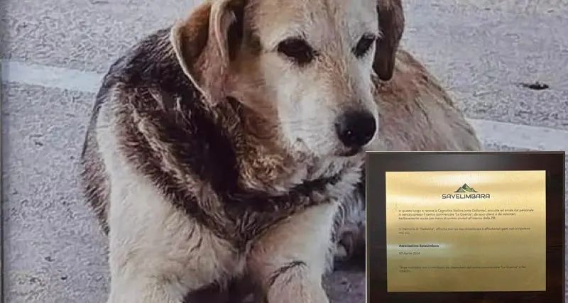 Tempio. Targa commemorativa per cagnolina barbaramente uccisa a fucilate