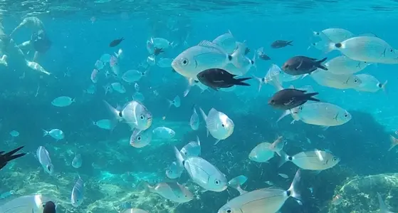 Le enormi orate nuotano tra bagnanti in cerca di cibo: il video diventa virale