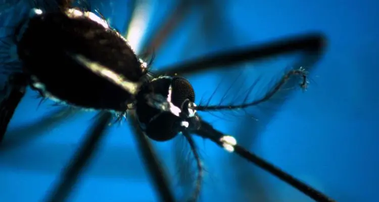 Dengue, in Italia 117 casi nel 2024: concentrati in Veneto, Lazio e Lombardia