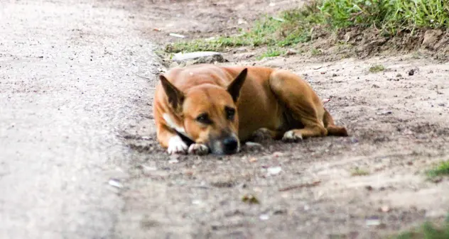 Investì e uccise un cane, condanna di 3 anni per l’autista di un camion rifiuti