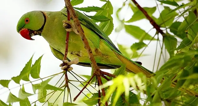 Rivede la luce l’inedito giardino dei pappagallini selvatici: ecco dove si trova