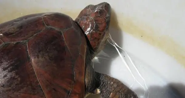 Tartaruga \"Caretta Caretta\" rischia la morte: salvata dalla capitaneria di porto