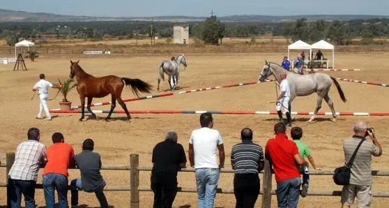 A Nughedu S. Vittoria una giornata dedicata ai cavalli con la 2^ Rassegna Equestre