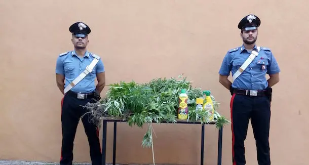 Coltivazione di marijuana: i Carabinieri arrestano due fratelli di 27 e 34 anni