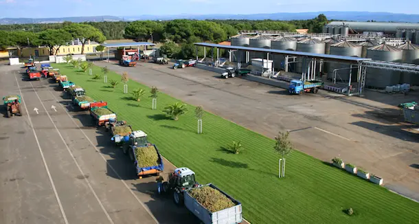 Inizia la vendemmia della Cantina Santa Maria La Palma: possibili rallentamenti nel traffico attorno ad Alghero