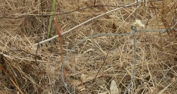 Lacci in acciaio per catturare cinghiali in vigna: denunciato per bracconaggio un pensionato