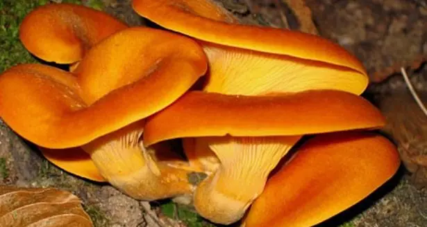 Mangiano un piatto di pasta con i funghi e finiscono in ospedale