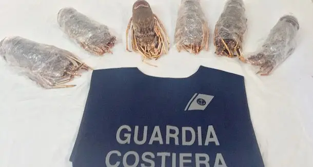 Guardia Costiera, sequestrati 8 kg di aragoste senza etichetta in una pescheria