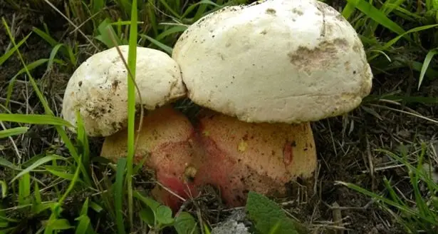 Dodici persone intossicate dai funghi: anche due bambini di 9 e 5 anni