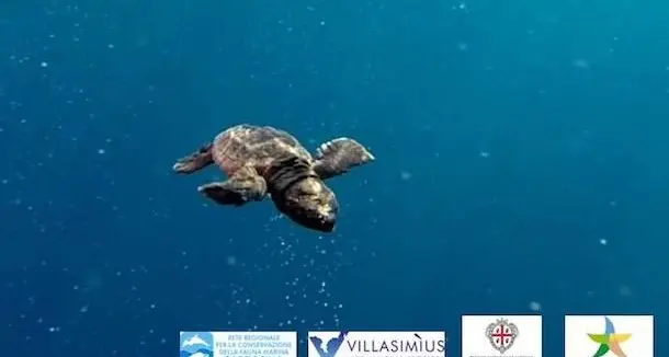 Si schiudono uova di caretta caretta: liberati in mare 31 esemplari