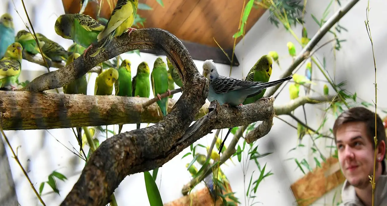Proteggere la fauna ornitologica per rigenerare le foreste