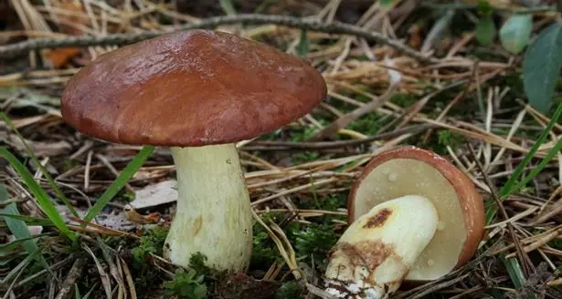 Due persone intossicate dai funghi a Ozieri