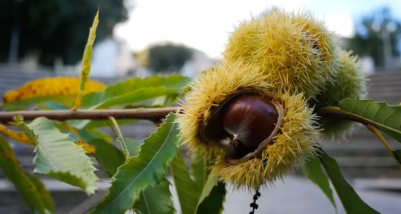 Imperdibile appuntamento di Autunno in Barbagia a Belvì