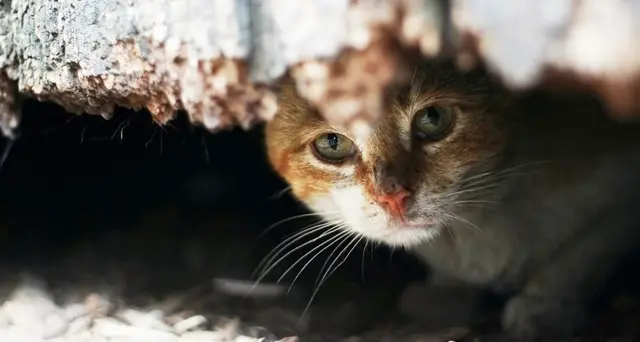 Gatto buttato dentro il cassone per la raccolta del vestiario, forse era già morto: “Siete dei delinquenti”