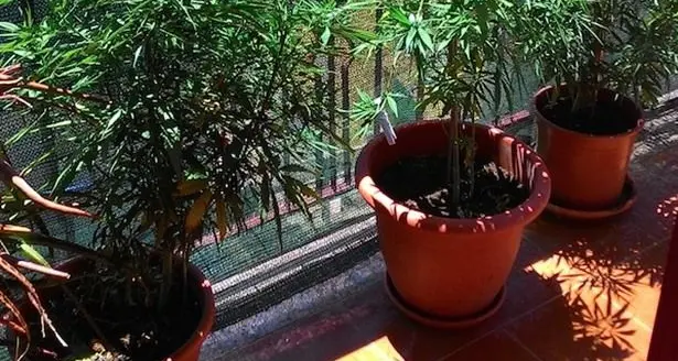 Piante di marijuana coltivate sul balcone di casa: denunciato un 59enne