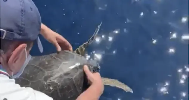 Liberata in mare una rara tartaruga verde