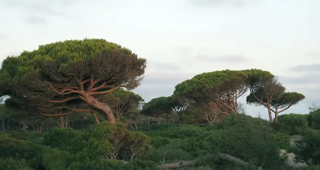 Alberi tagliati nella pineta di Platamona, la protesta degli ambientalisti