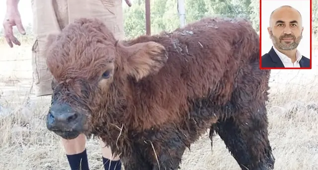 Storia a lieto fine per un piccolo vitellino: salvato dalla Compagnia Barracellare